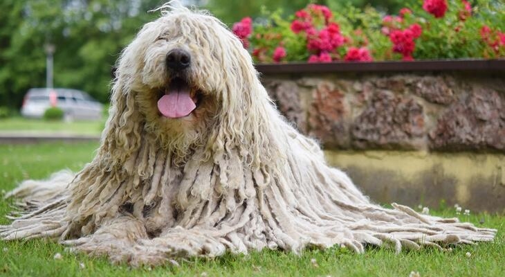 Komondor